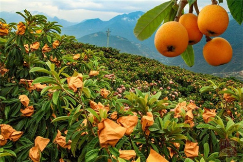 标准化的枇杷种植基地.jpg