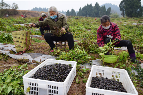 1.2020年2月22日，在内江市东兴区杨家镇观音井村，人们正在采收红果参。1.jpg