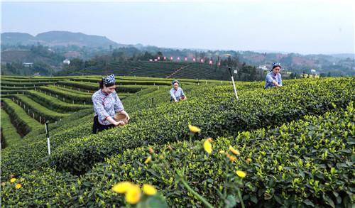 村民在茶叶基地采摘茶叶.jpg