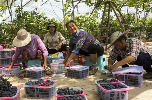 工人们正在打包已成熟的夏黑葡萄。.jpg
