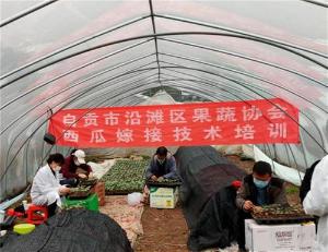 科技育良瓜，群众乐开花