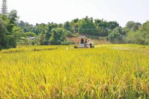 联合收割机、烘干设备齐上阵 泸州农民尝到轻松种田的甜头
