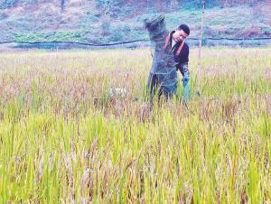 纳溪青年返乡种稻养虾 年入200万元