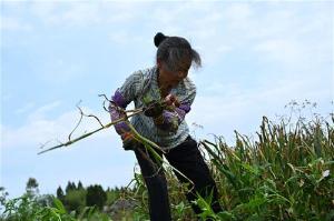 内江市东兴区：立夏战“双抢”