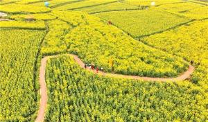 仁寿：以花为媒 激活“花样经济”