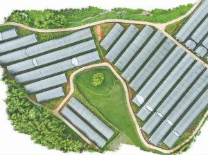 深山“草药”变“黄金草”