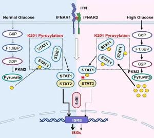 四川省人民医院郑慧团队发现蛋白丙酮酸化修饰导致高血糖人群抗病毒免疫力降低