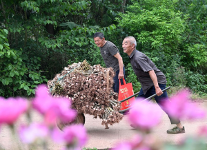 内江：科学套种 紫皮大蒜喜丰收