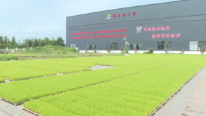 邻水县：水稻插秧全面提速 机械化率近九成