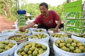 内江：科技赋能 李子丰收