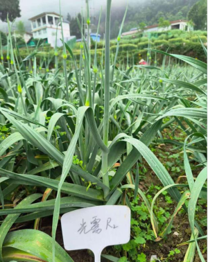 南江县：科技小院助力蔬菜产业“跑”出乡村振兴“加速度”