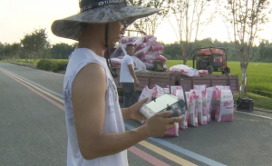 东兴区：科技赋能水稻示范田田间管理