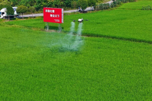 邻水县无人机空中护稻！智慧飞防守护万亩稻田丰收