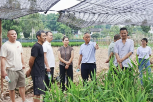 内江：地理标志产品再升级，永福生姜新品种完成田间实收测产验收