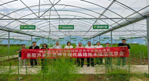 恩阳区举行芦笋新品种及现代栽培技术现场观摩会