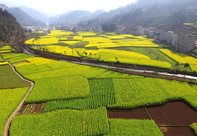 油菜花开遍地金
