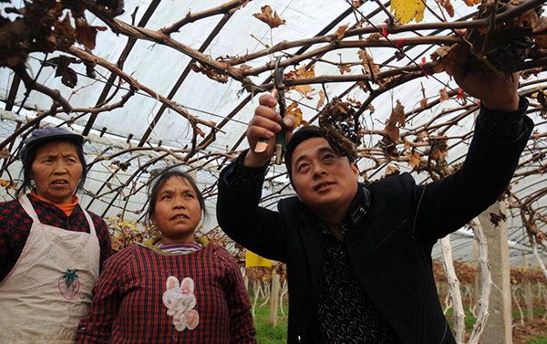 葡萄园里冬管忙 1.jpg