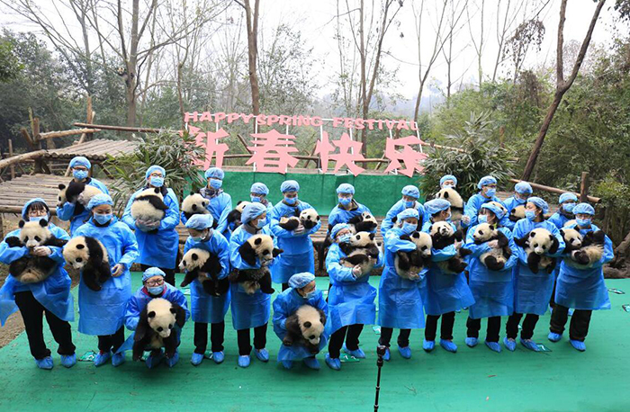 大熊猫贺新春1.jpg