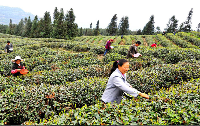 早春富硒茶开采啦！改.jpg