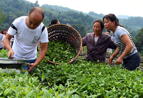 机械采茶省工高效