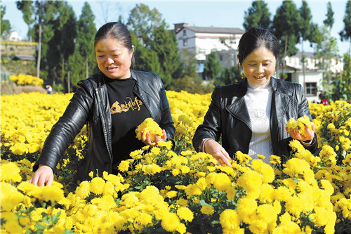“扶贫菊花”绽放