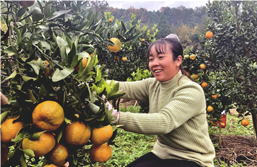 椪柑丰收农家乐