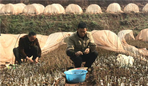 村民在藤椒基地劳作.jpg