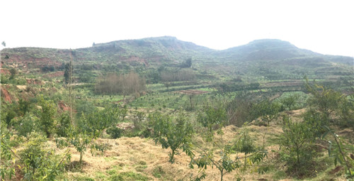 种满藤椒树的山头.jpg