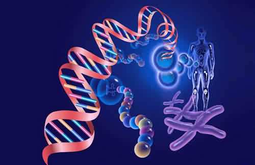 丹麦科学家研究表明：人类的基因突变率慢于其他类人猿