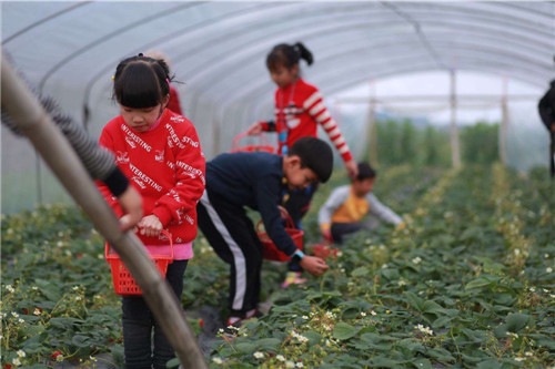 市民在农家乐摘草莓_副本.jpg
