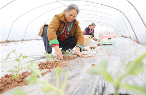 岳池县朝阳乡瓜满园蔬菜专业合作社内工人忙着移栽瓜苗_副本.jpg