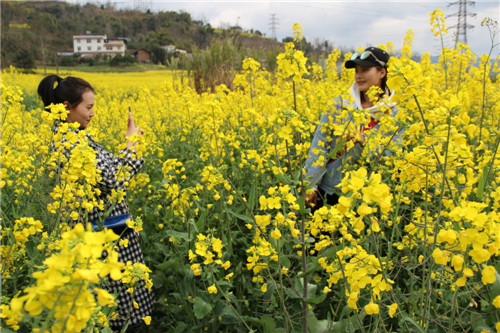 油菜花开醉游人