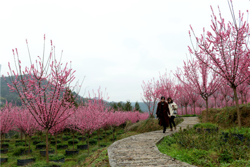 2019年2月28日，四川巴中市通江县民胜镇游客徜徉在粉色花海里。程聪摄 (1).jpg