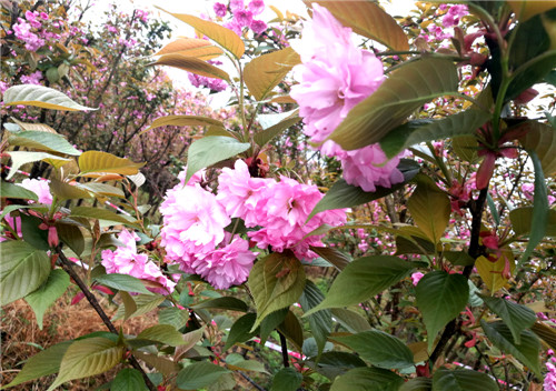 4.樱花盛开.jpg