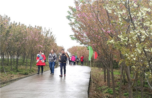 5.雨过刚晴的樱花基地.jpg