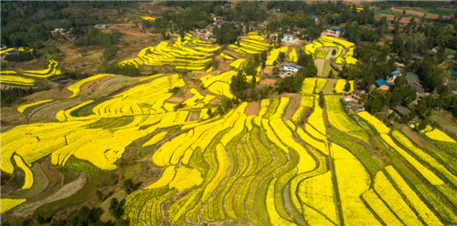 2019年3月20日，在四川省巴中市通江县三合乡补巴石村，金黄色的油菜花与线条优美的田埂、独具特色的川东北房屋相映成趣，构成了美丽画卷。 程聪摄 (9)_副本.jpg