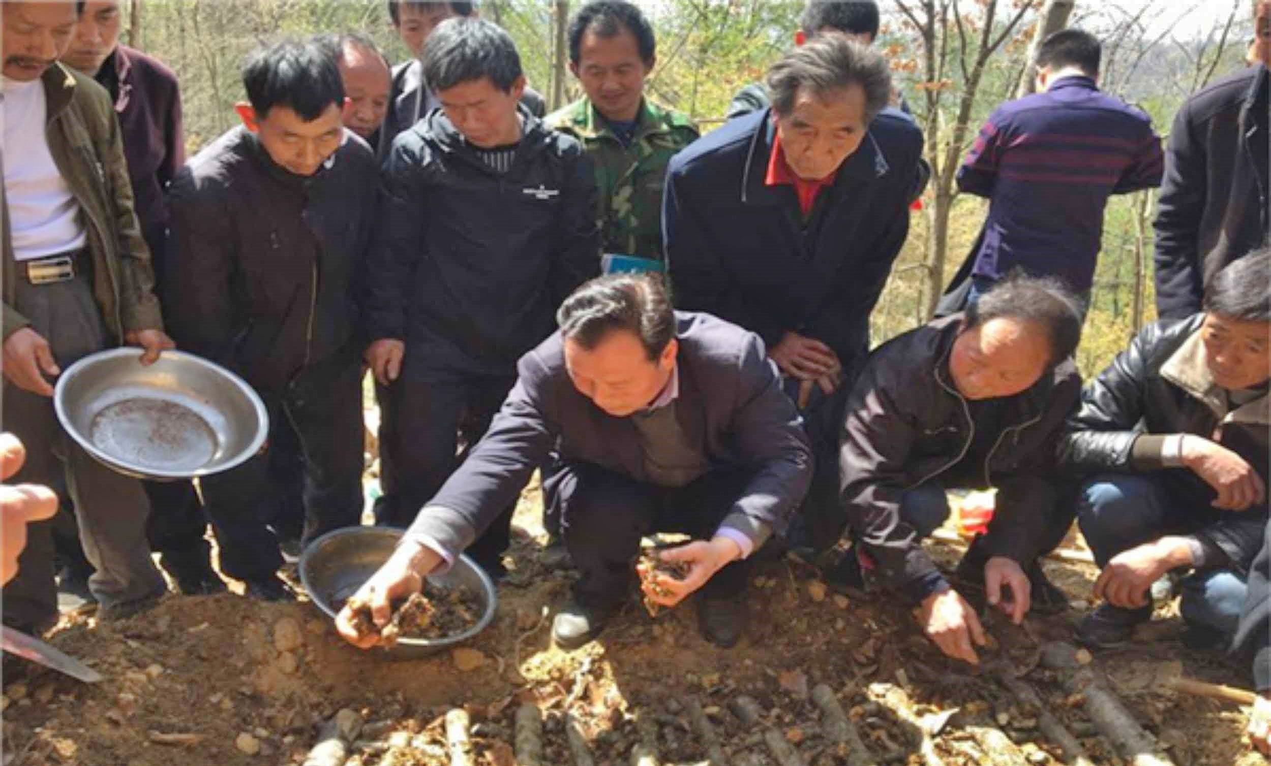 春栽天麻要抓紧  四月下种正当时