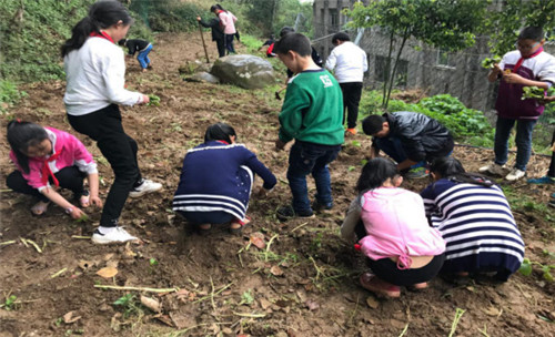 金盆小学：学生积极参加劳动实践活动