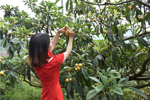 丹棱县：“乡约”黄山品农味