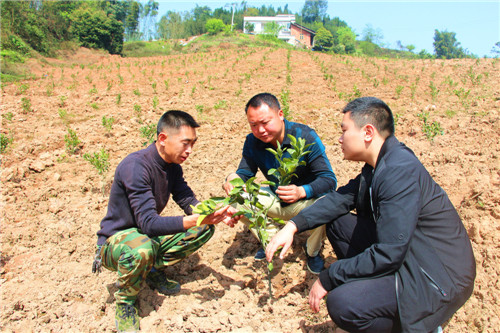柑橘幼树定植后 管理要跟上