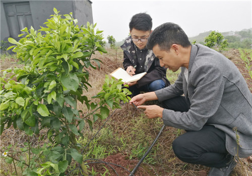 业主介绍地里如何灌溉.jpg