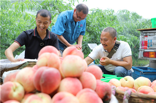 彭山区大量鲜桃成熟上市