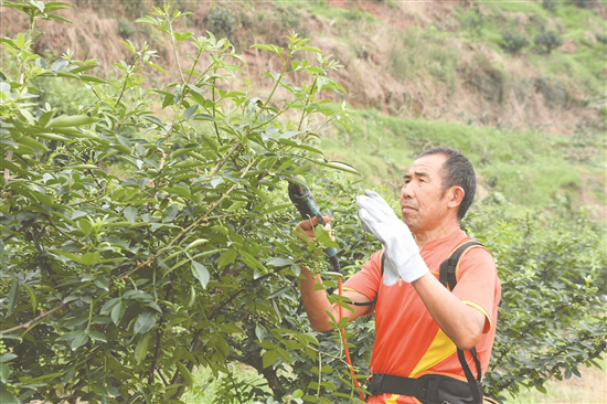 种植藤椒 撂荒山变成“钱袋袋”