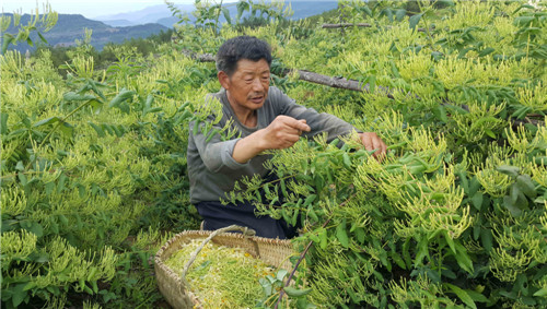 金银花开幸福来