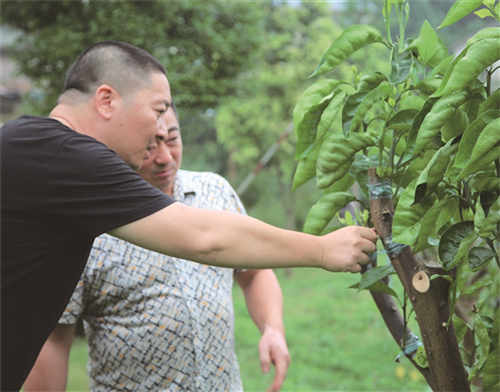高强（左）和村干部一起查看老果树嫁接后的生长情况。.jpg