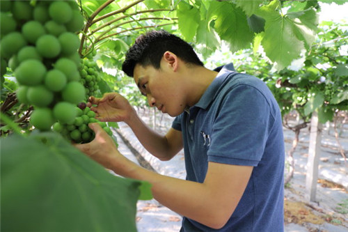 张雄：回乡种葡萄 奔上致富路