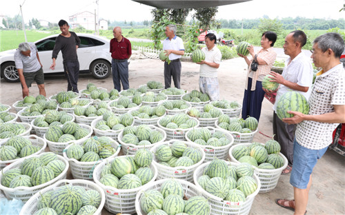 花桥镇产业扶贫结硕果