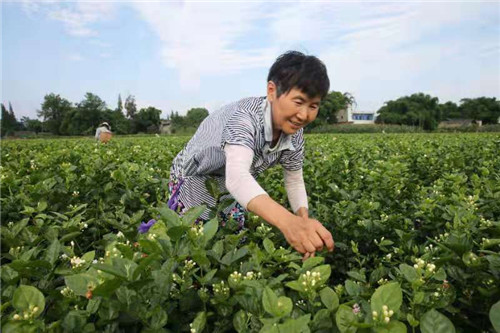 茉莉花开花农乐