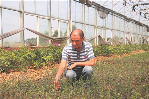 余志宏：创新种植奔富路
