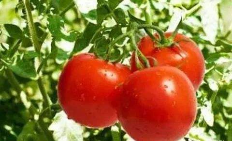高温季节西红柿栽培管理技术